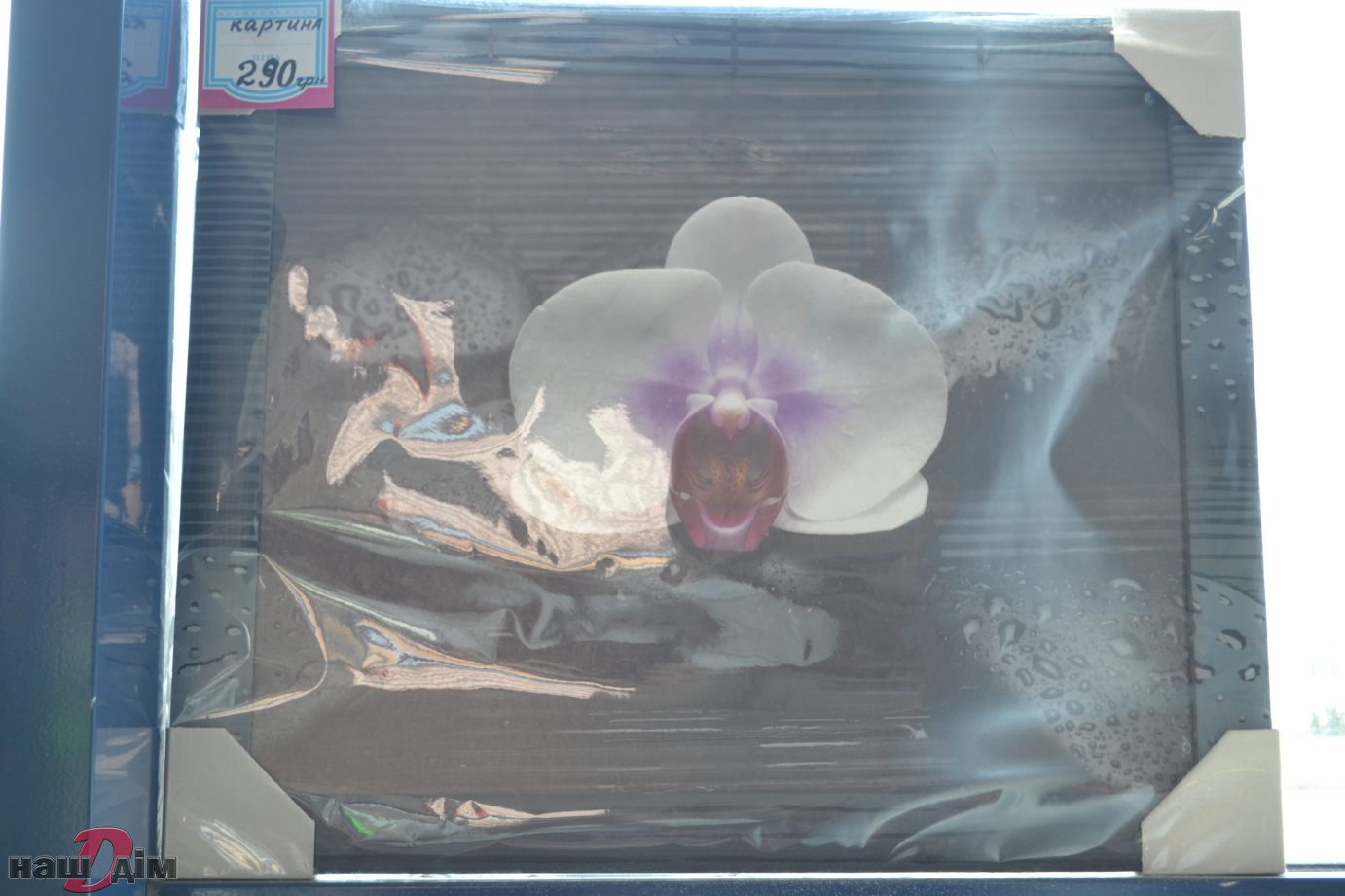 Орхидея ID218-1 Фотографія з вітрини магазину